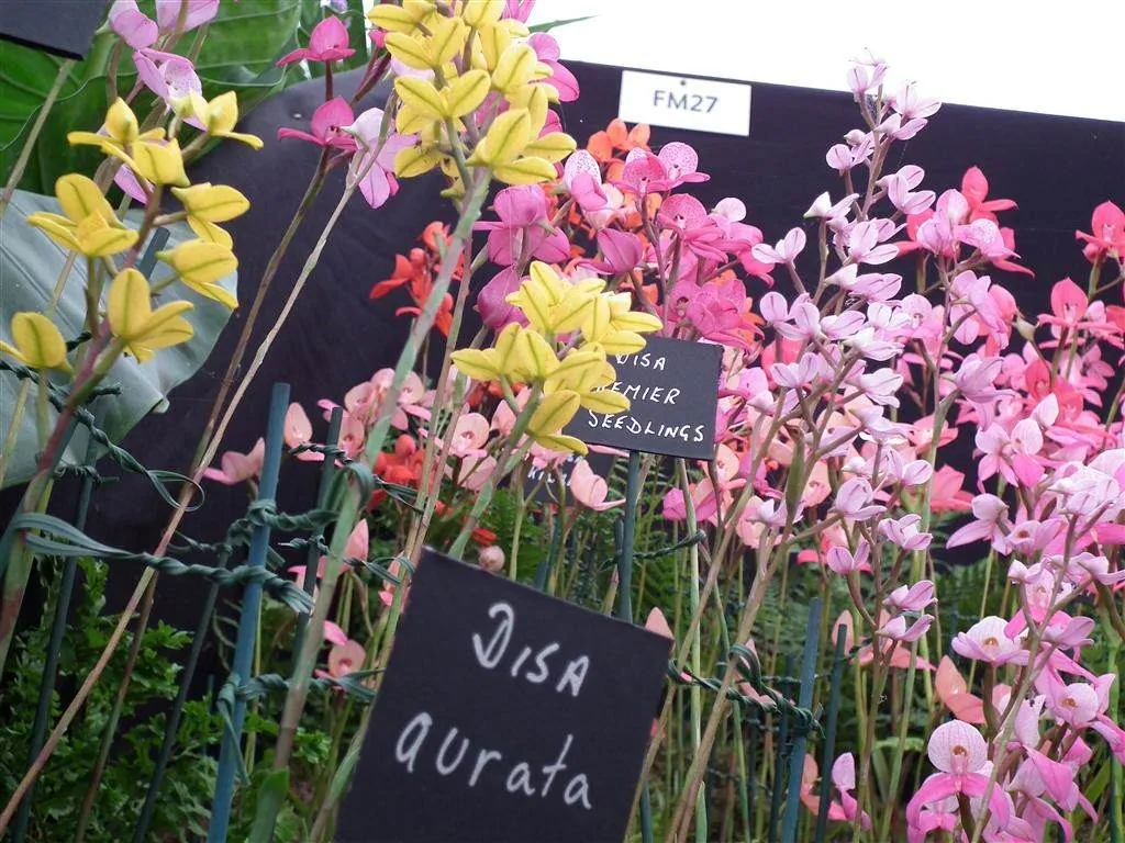 Floral marquee in the long water area 21